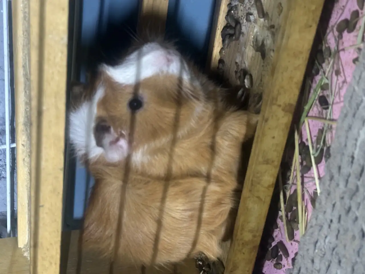 Морские свинки, фотография 1