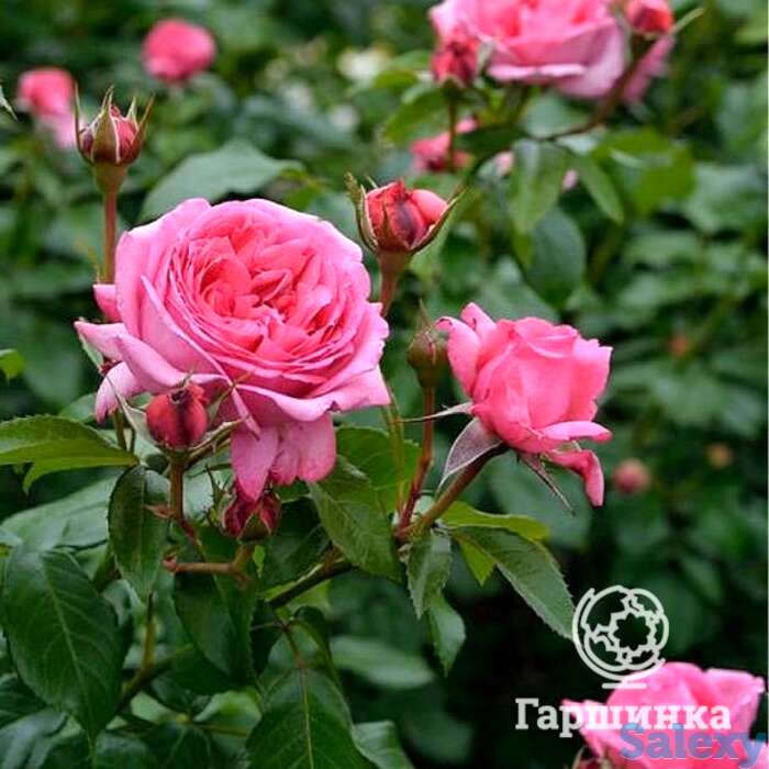 Роза ля роуз де молинар, дельбар, фотография 1