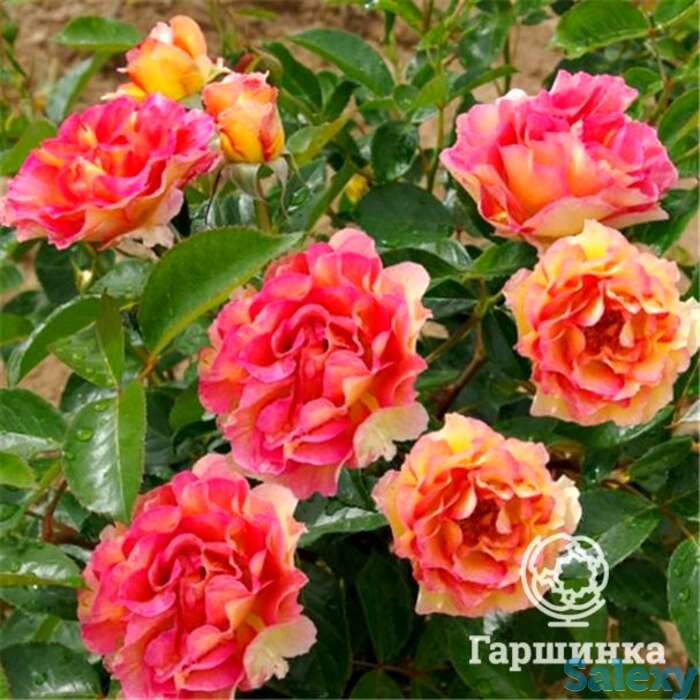 Роза ля паризьен, дельбар, фотография 1