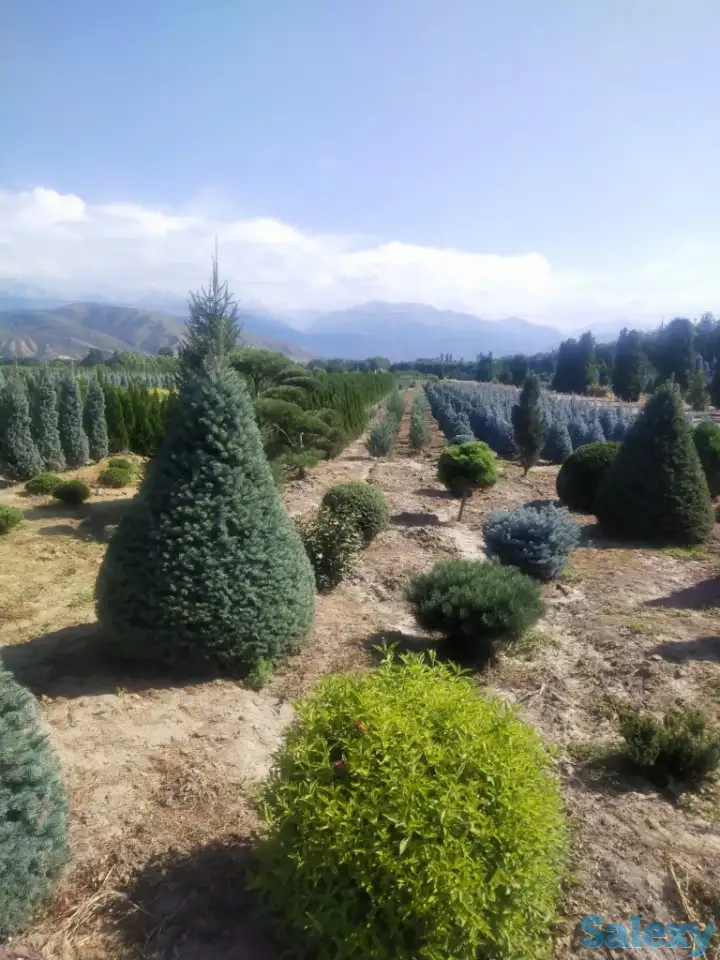 Ландшафтные работы. Озеленение., фотография 2