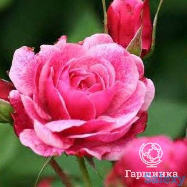 Роза морден руби канадская парковая п/с, фотография 1