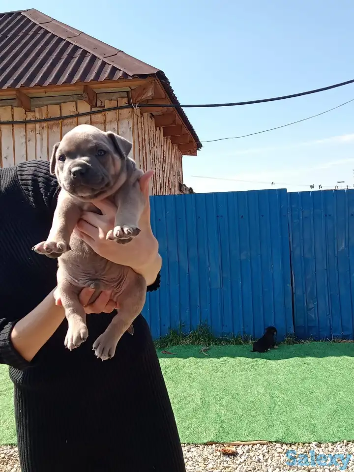 Продам щенков Американского булли Pocket, фотография 7