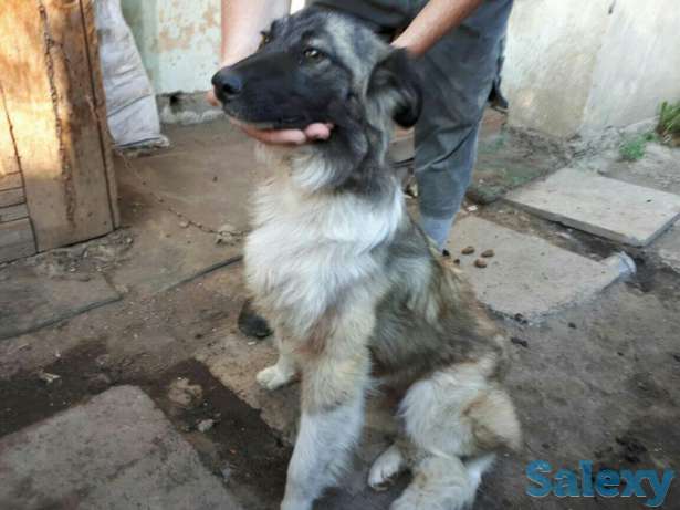 Продам молодую собаку, фотография 1