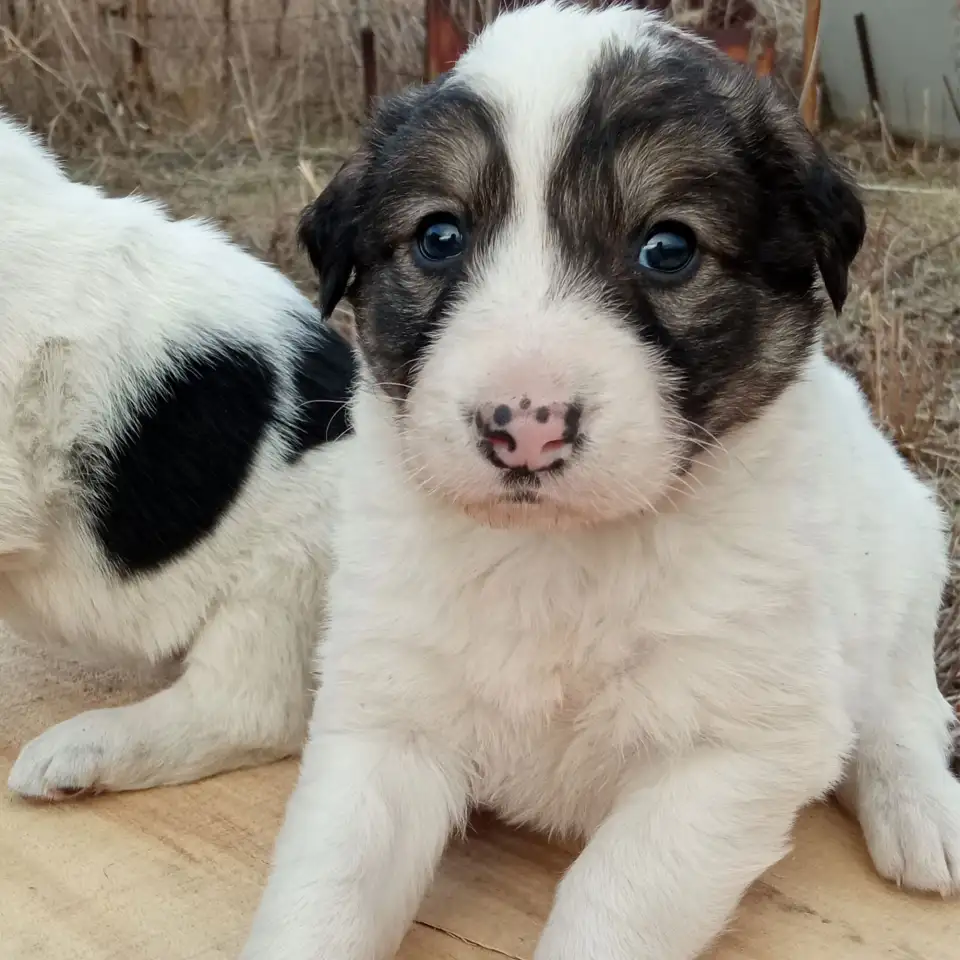 Отдам щенят, фотография 5