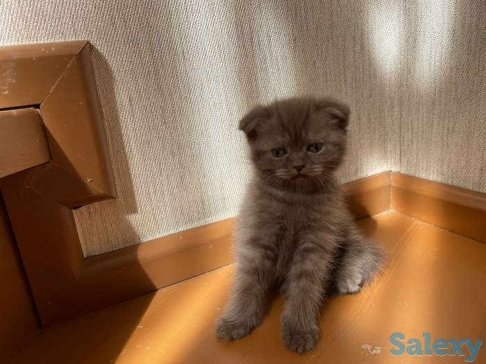 Котята вислоухие, фотография 1