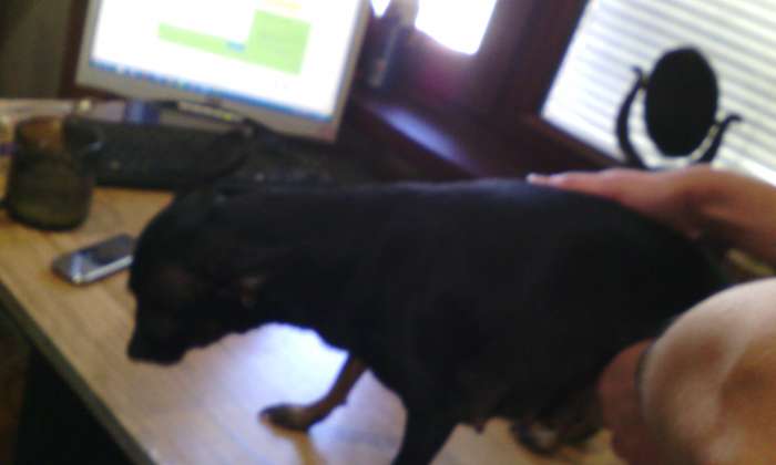 собачку срочно, фотография 11