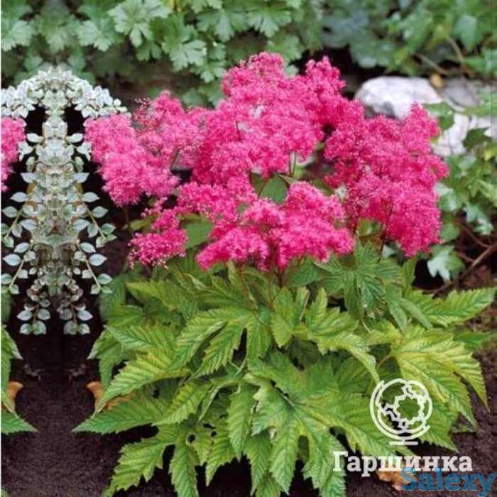 Лабазник (таволга) Элеганс, фотография 1