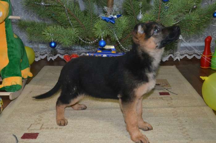 Щенки немецкой овчарки , фотография 4