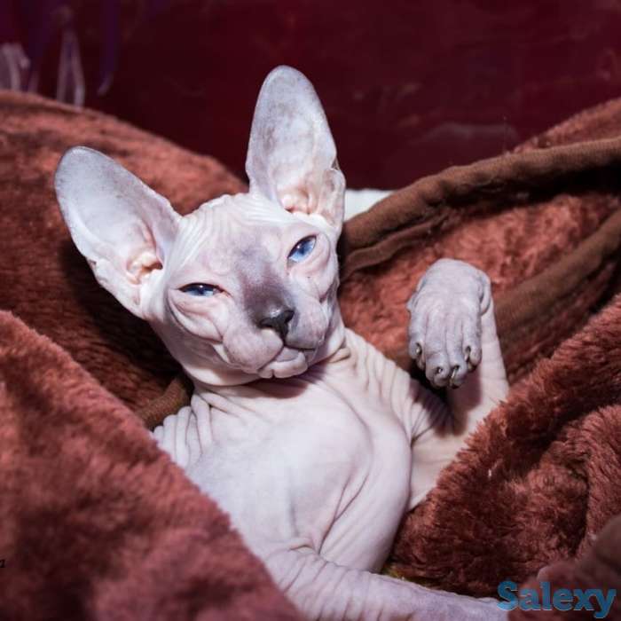 Котята дончаки, фотография 1