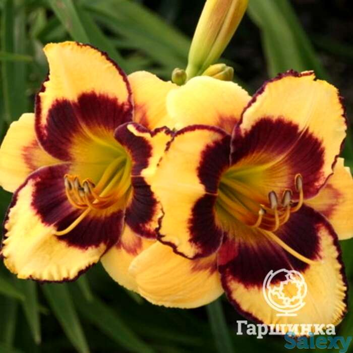 Лилейник калико джэк, фотография 1