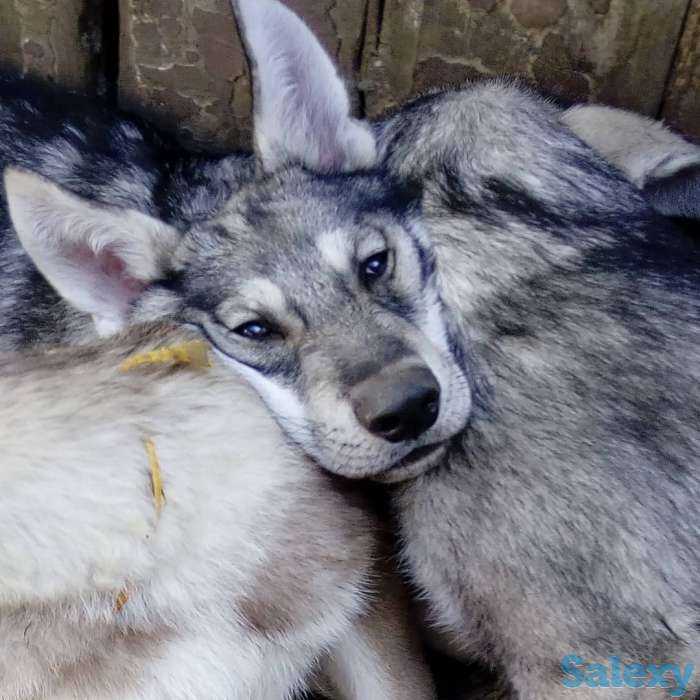 Щенки собаки Сарлоса (Saarloos Wolfdogs), фотография 1