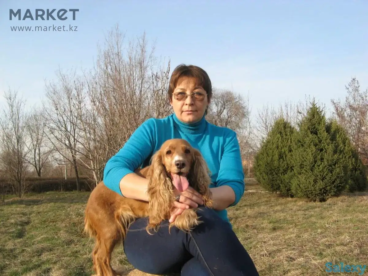 Квартирная передержка собак., фотография 1