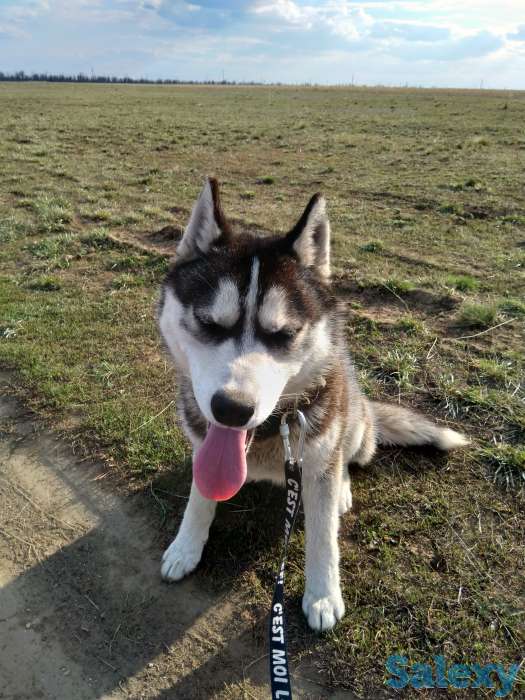 Сибирская хаски, фотография 1