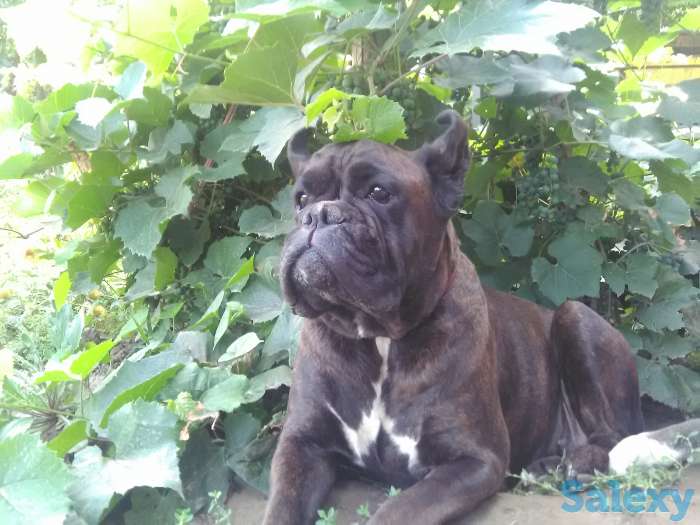 Щенки Немецкого Боксера, фотография 4