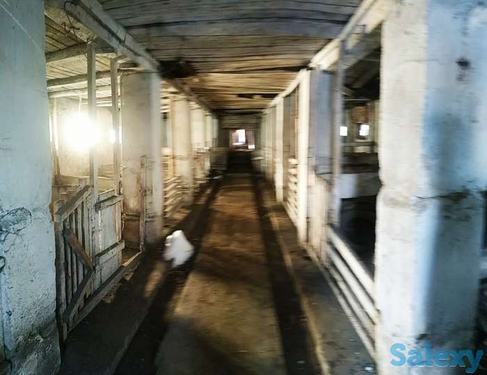 продам свинокомплекс, фотография 2