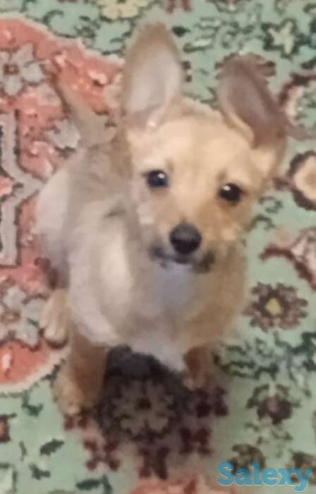 Продам щенков, фотография 1