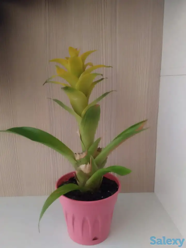 Комнатные растения, фотография 7