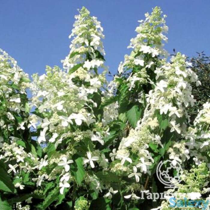 Гортензия левана, фотография 1