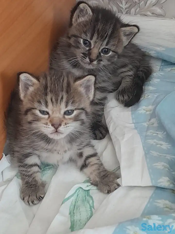 Отдам котят, фотография 2