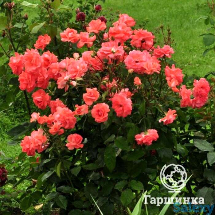 Роза Мюнхен Киндл флорибунда, фотография 1