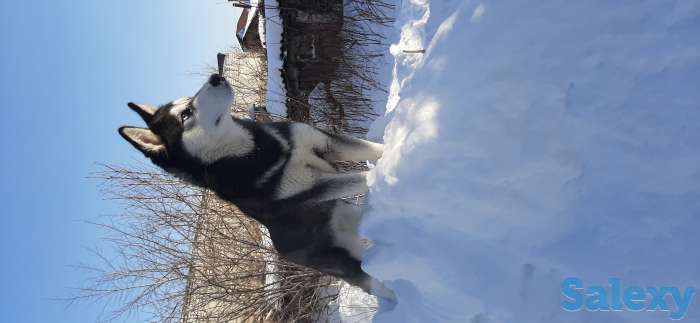 Нужен кабель хаски для вязки, фотография 1