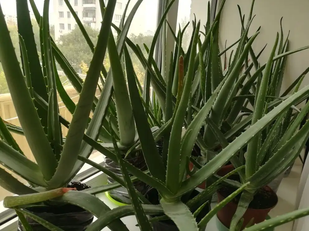 Продам на лекарство алоэ Вера, фотография 1