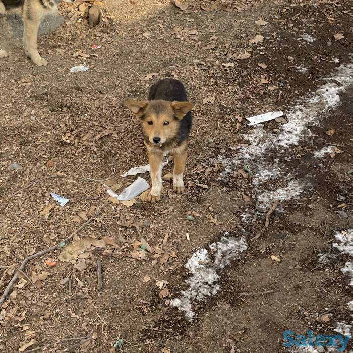 Отдам щенков в хорошие руки!, фотография 1