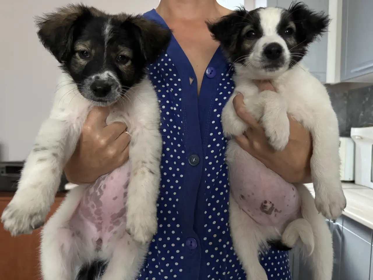 Отдам щенят, фотография 1