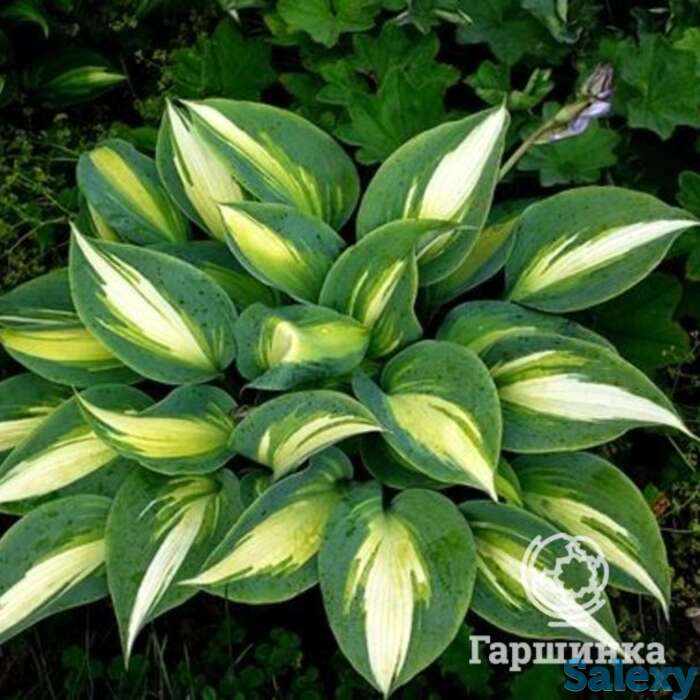 Хоста маджик айленд (m), фотография 1