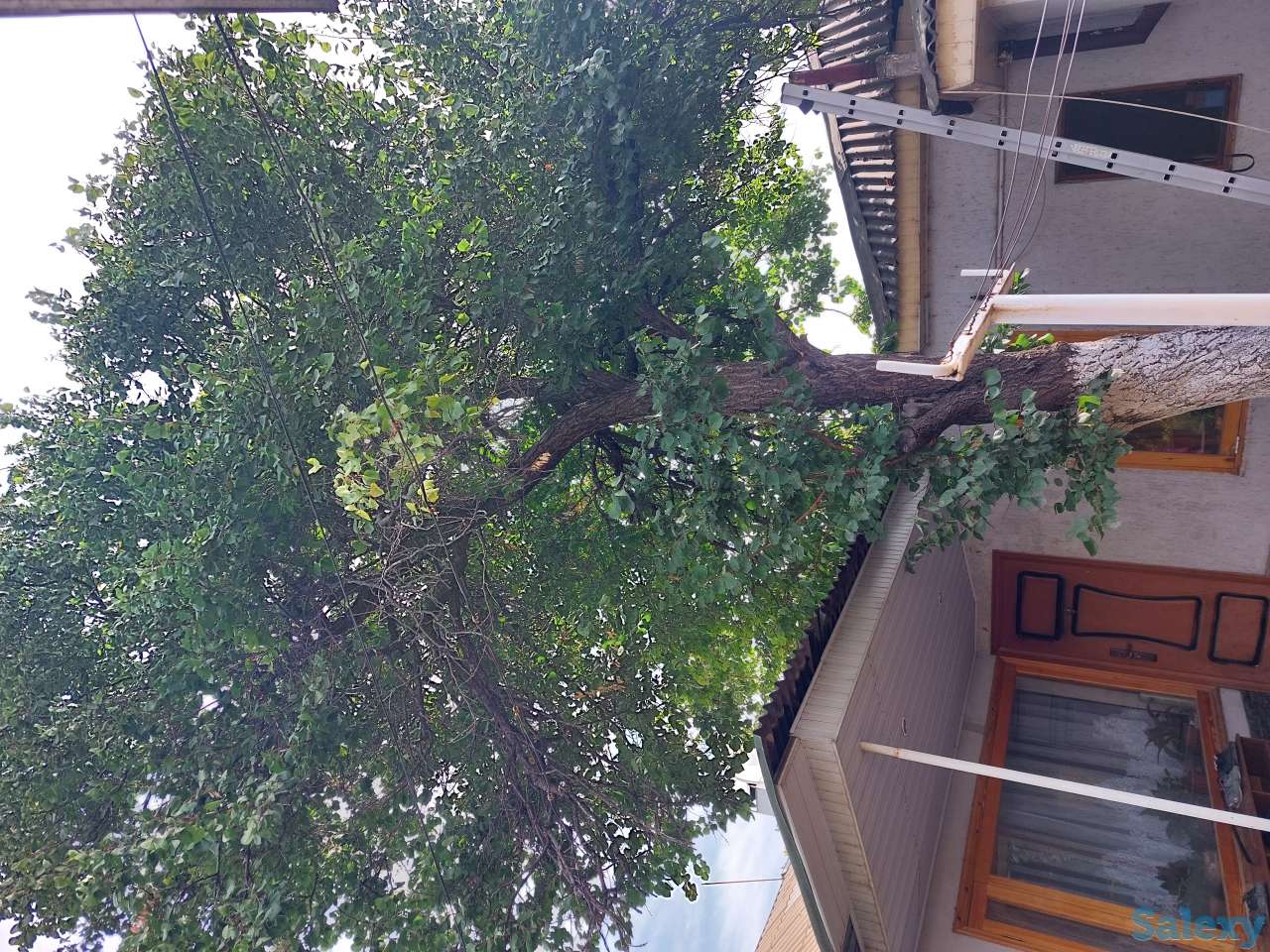 Удаления деревьев, спил дерево , Агаш кесу, фотография 2