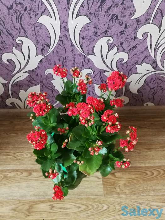 Комнатные цветы, фотография 9