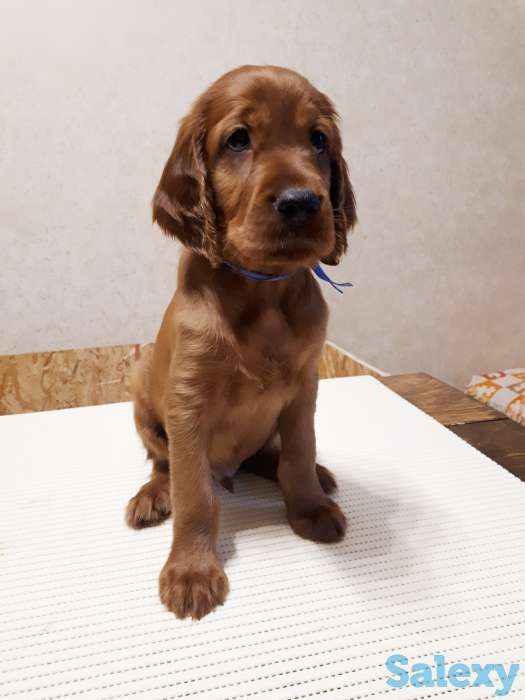 Щенки ирландского сеттера, фотография 5