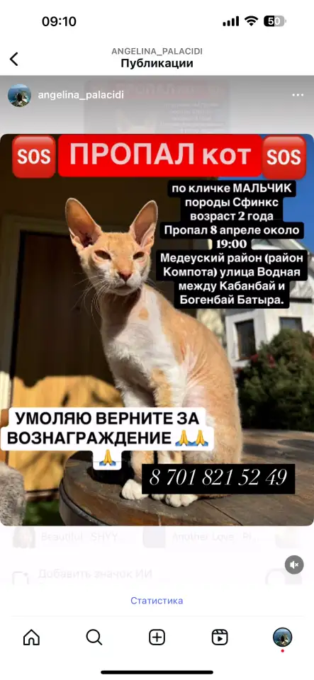 ПРОПАЛ КОТ породы СФИНКС велюровый рыжий, фотография 1