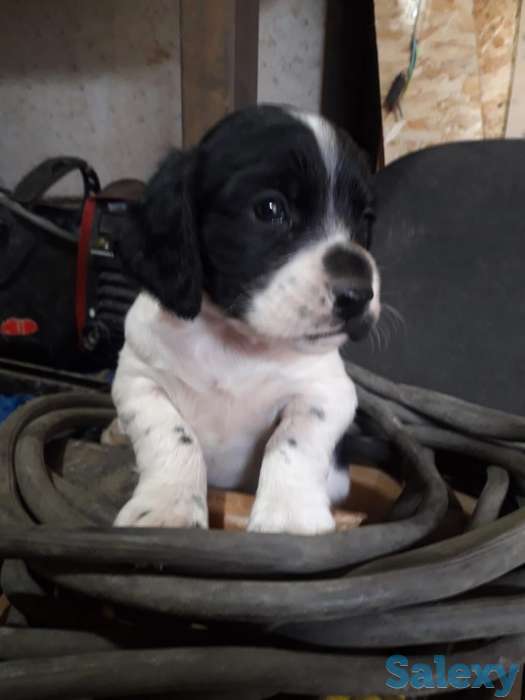 Продам щенков спаниеля, фотография 2