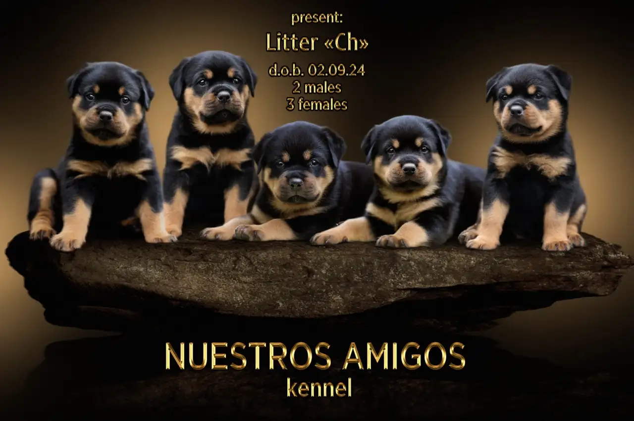 Продаю породистых щенков, фотография 3