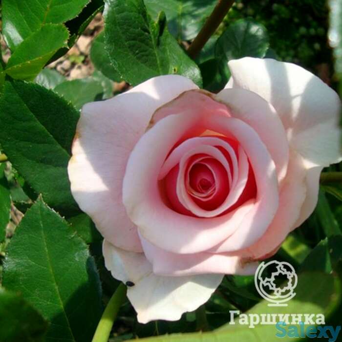 Роза Вивальди чайно-гибридная, фотография 1