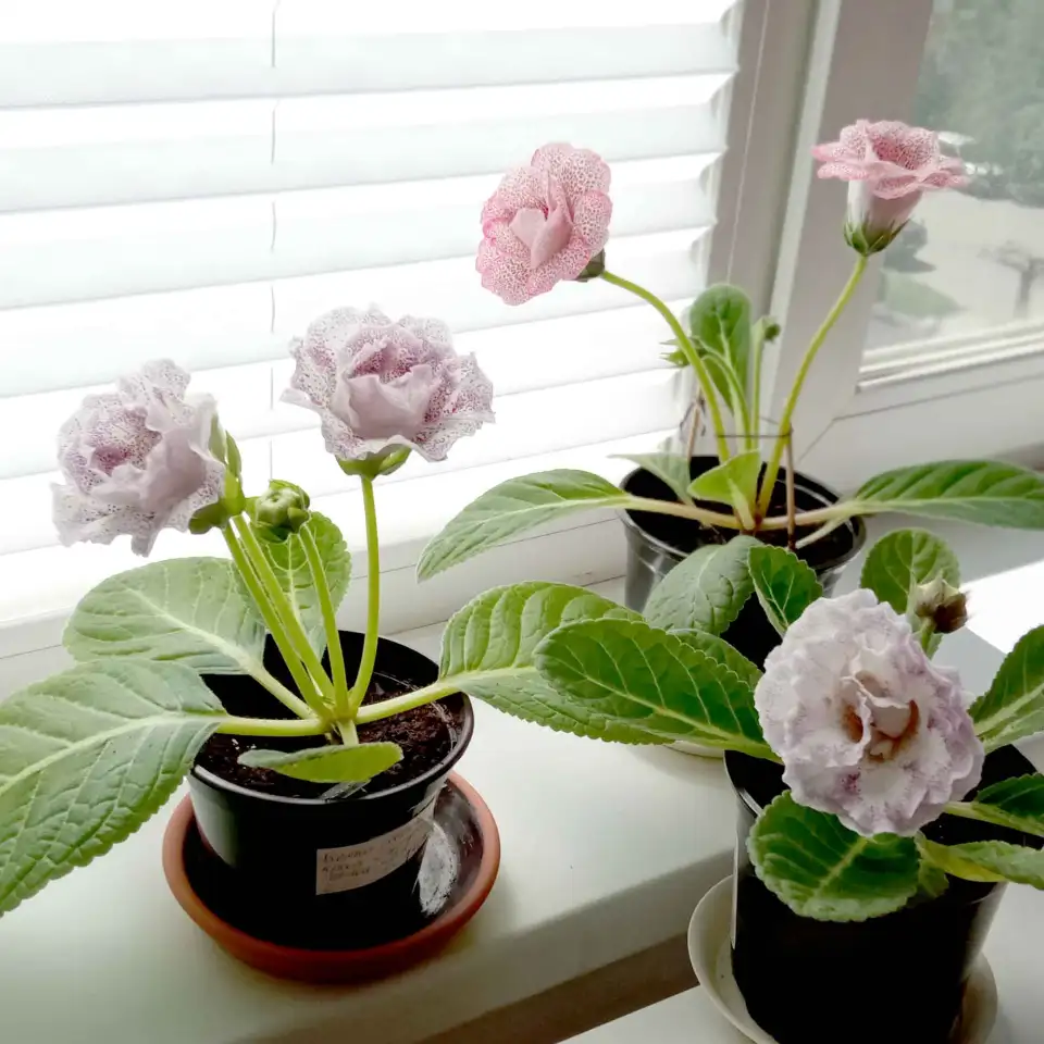 Глоксинии. Комнатные цветы., фотография 11