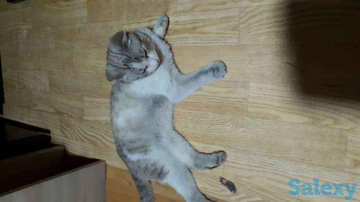 Отдам бесплатно шотландского вислоухого котенка, фотография 1