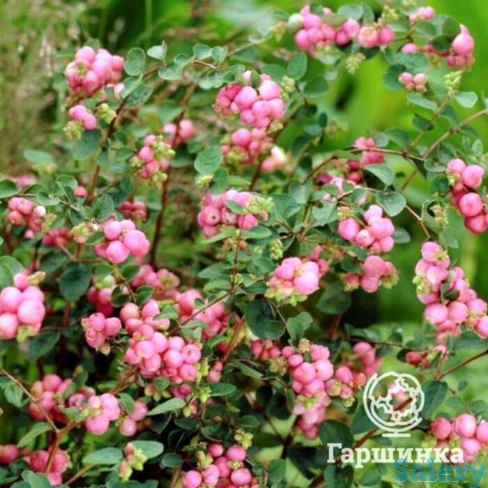 Снежноягодник мазер оф перл, фотография 1