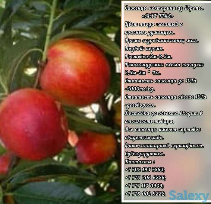 Саженцы нектарина  May Fire (Мей Фейри) Сербия, фотография 1