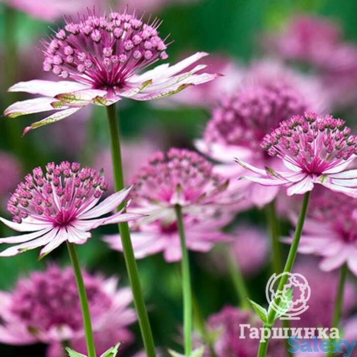 Астранция Розеа крупная, фотография 1