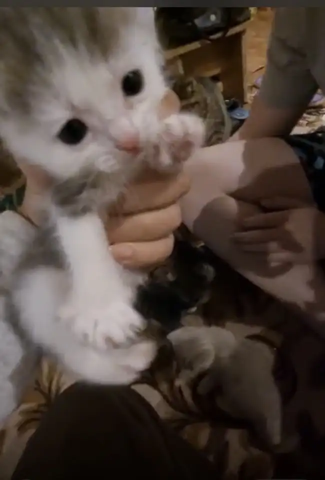 Подкинули котенка,девочка,хорошенькая,ищу хозяина, фотография 3