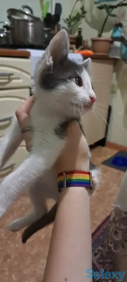 Отдам в добрые руки, фотография 1