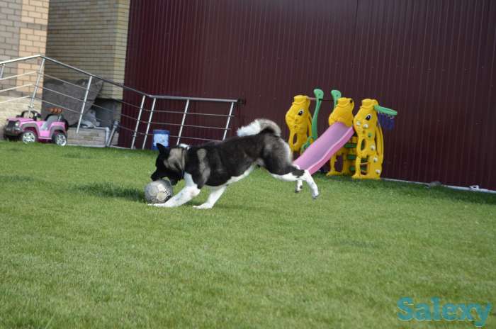 Щенки американской акиты, фотография 7