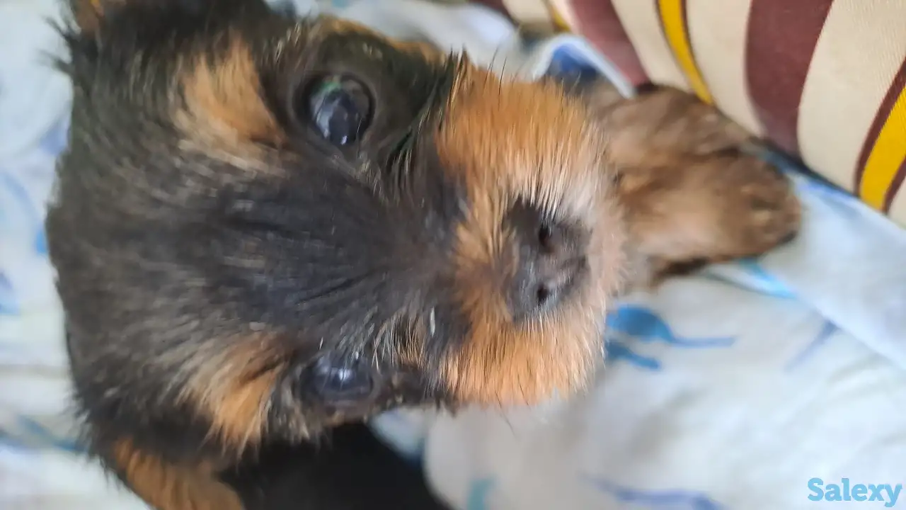 Продам, фотография 2