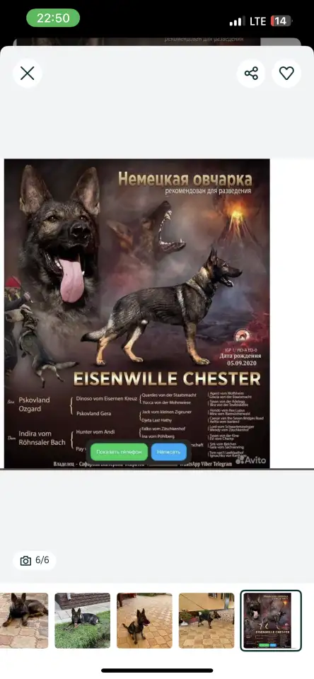 Немецкая овчарка, фотография 1