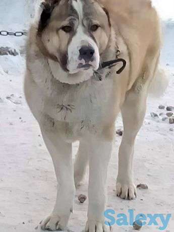 Азиат в хорошие руки кобеля бесплатно!, фотография 1