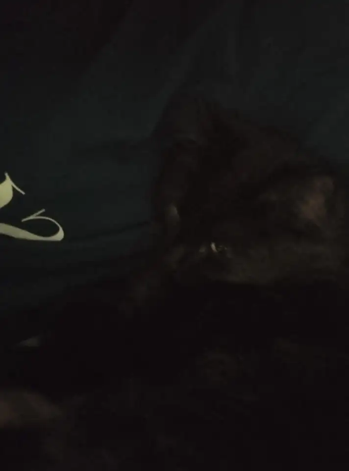 Отдам котенка в добрые руки, фотография 3