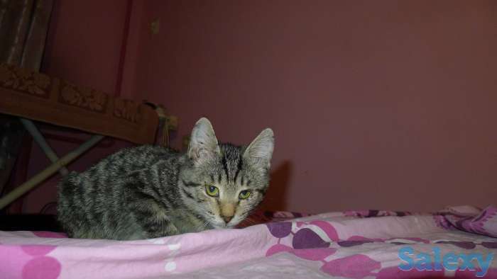 Отдам в добрые руки 2,5 месячного серого тигрового котёнка, девочку., фотография 4