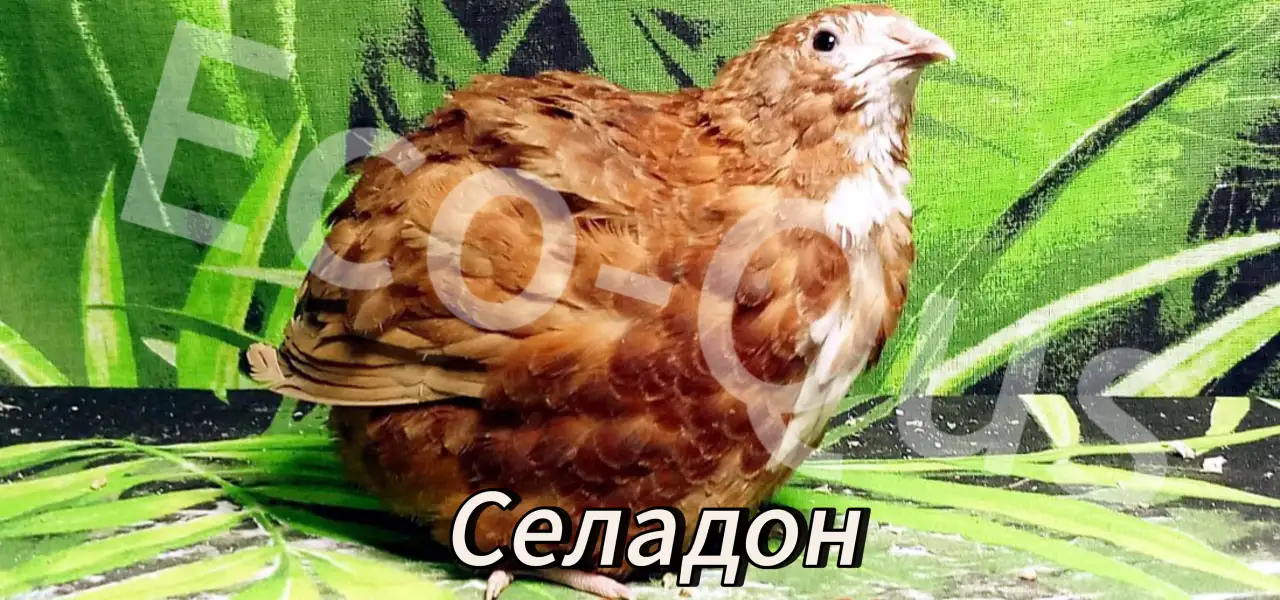 Перепелиные инкубационные яйца, фотография 6